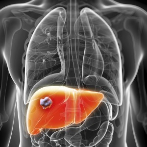 3d rendered illustration of the male liver